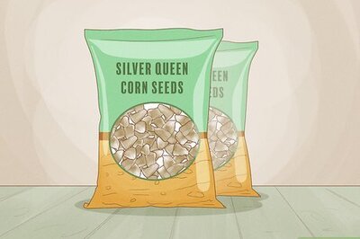 How to Grow Silver Queen Corn