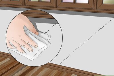 How to Get Rid of Ants
