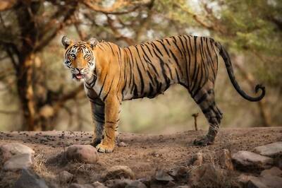 Tiger from Panna Reserve Crosses River, Traverses Two States Travelling 150 km to UP