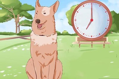 How to Train a Dog to Pee Outside
