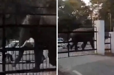 Don't Mess With A Wild Elephant And This Video Tells Us Why