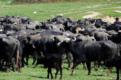Plea in High Court Seeks Ban on Slaughter of Bulls, Buffaloes