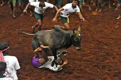 OPINION | Yes, People Died in Jallikattu, But Should We Blame the Sport?