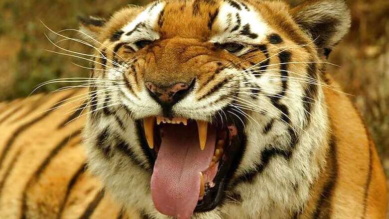 International Tiger Day: India, Home to Largest Tiger Population, Has Leading Role to Play in Its Conservation