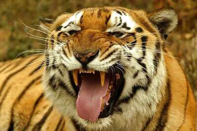 International Tiger Day: India, Home to Largest Tiger Population, Has Leading Role to Play in Its Conservation