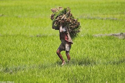 Consensus eludes WTO on major agriculture issues; India protests checks on farm export subsidies