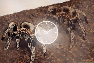 How to Determine If Your Tarantula Is Molting: The Complete Guide