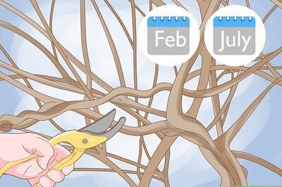 How to Get Wisteria to Bloom