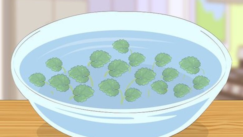 How to Eat Creeping Charlie