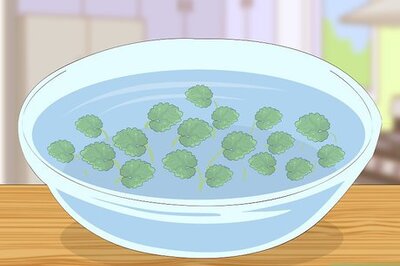 How to Eat Creeping Charlie