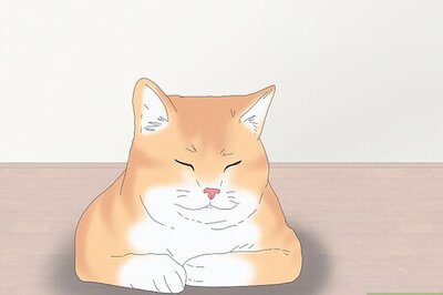 How to Choose a Cat