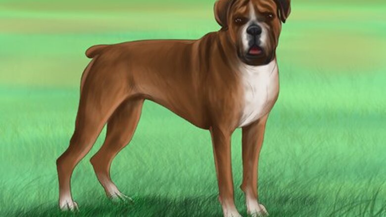 How to Identify a Boxer Dog