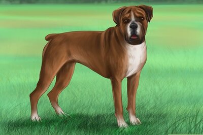 How to Identify a Boxer Dog