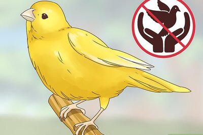 How to Choose a Canary