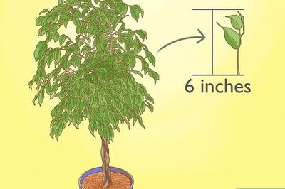 How to Grow a Ficus Benjamina