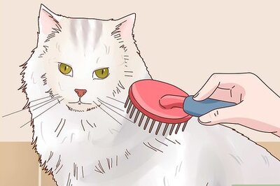 How to Groom a Long‐Haired Cat