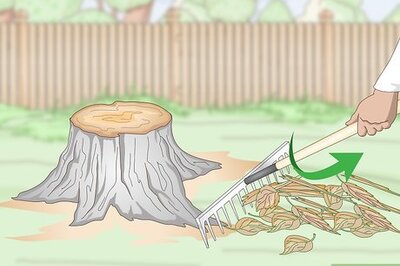 How to Burn Tree Stumps