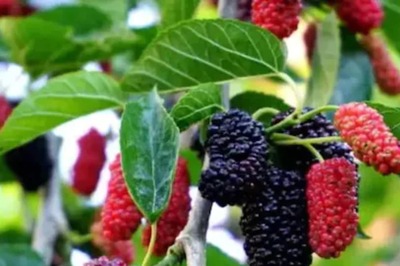 Mulberry Fruit: History, Interesting Facts and Benefits of Shahtoot