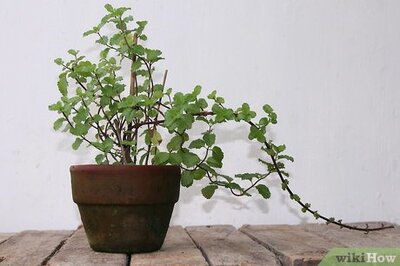 How to Create an Automatic Plant Watering Device from a Hot Sauce Bottle