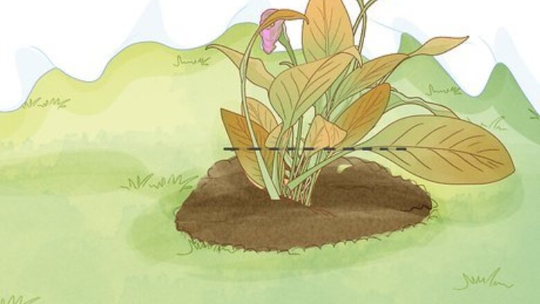How to Winterize Calla Lily Bulbs