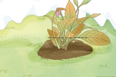 How to Winterize Calla Lily Bulbs