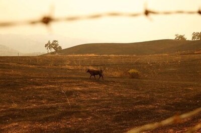 Lightning-sparked fires rage across California, tens of thousands flee