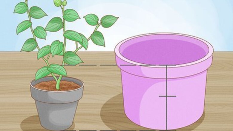 How to Grow Jalapenos in a Pot
