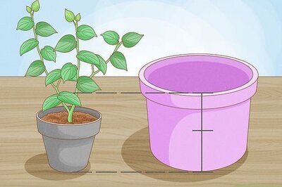 How to Grow Jalapenos in a Pot