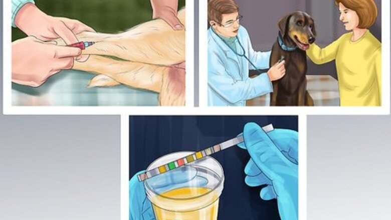 How to Reduce Howling in Older Dogs