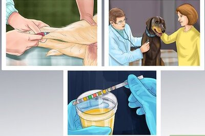 How to Reduce Howling in Older Dogs