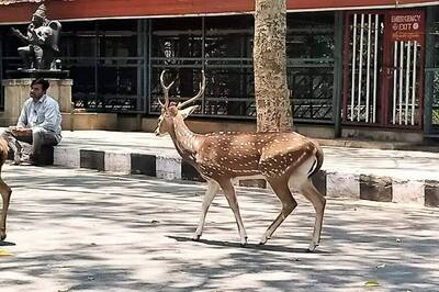 Watch: Spotted Deer, Chased by a Leopard, Crashes Through Roof of Mumbai House