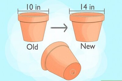 How to Grow & Care for Ivy in Planters