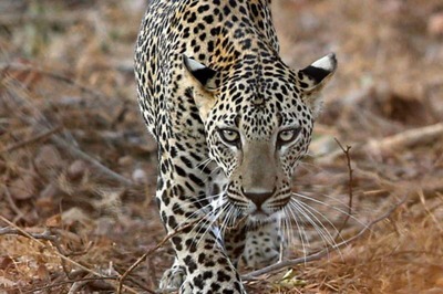 Leopard in Greater Noida Society: Hydraulic Crane Deployed to Scan Under-construction Towers