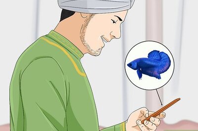 How to Choose Fish for a Freshwater Aquarium