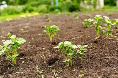 Students Come up With a 90-day Mission to Help Farmers in Tamil Nadu