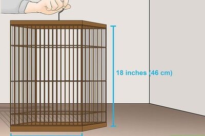 How to Breed Zebra Finches