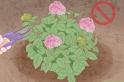 How to Get Hydrangeas to Bloom