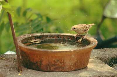 World Sparrow Day 2021: Here's is How You Can Save Little Birds From Going Extinct