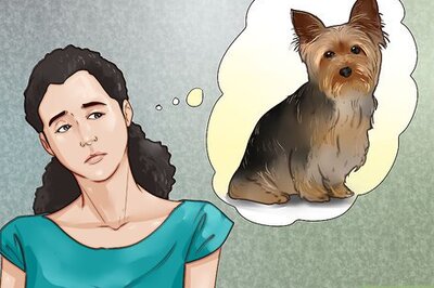 How to Train a Yorkie