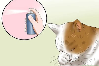 How to Treat Conjunctivitis in Cats