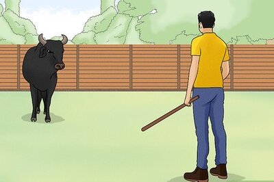 How to Avoid or Escape a Bull