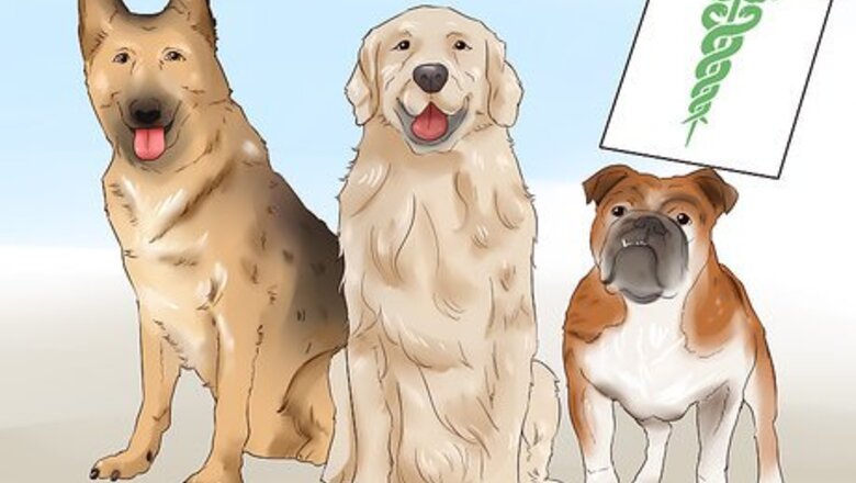 How to Know if Your Dog Is Healthy Enough to Breed