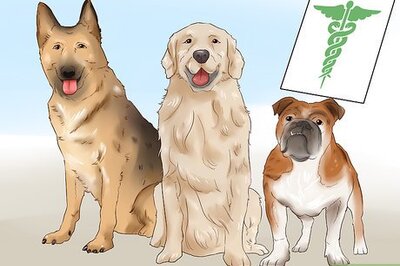How to Know if Your Dog Is Healthy Enough to Breed