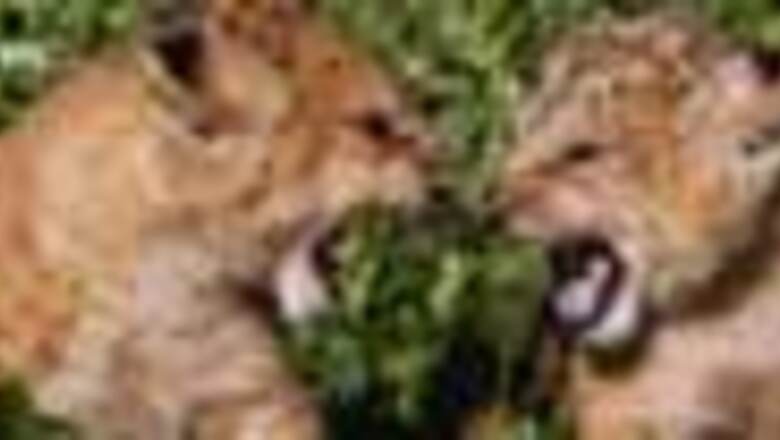 Zoo names new lion cubs Obama, Hillary