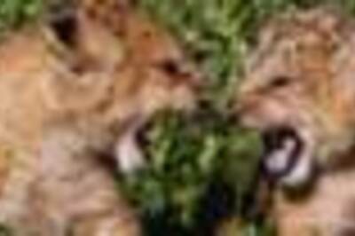Zoo names new lion cubs Obama, Hillary