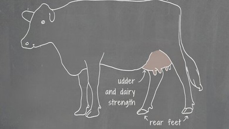 How to Become a Dairy Show Judge