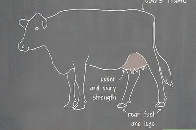 How to Become a Dairy Show Judge