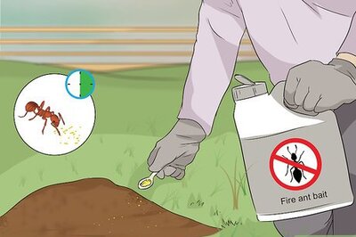 How to Get Rid of Fire Ants