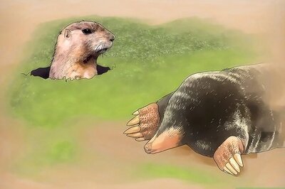 How to Control Moles and Gophers