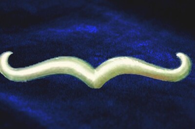 After Tirupati, KCR Offers 'Gold Moustache' to Kuravi Temple